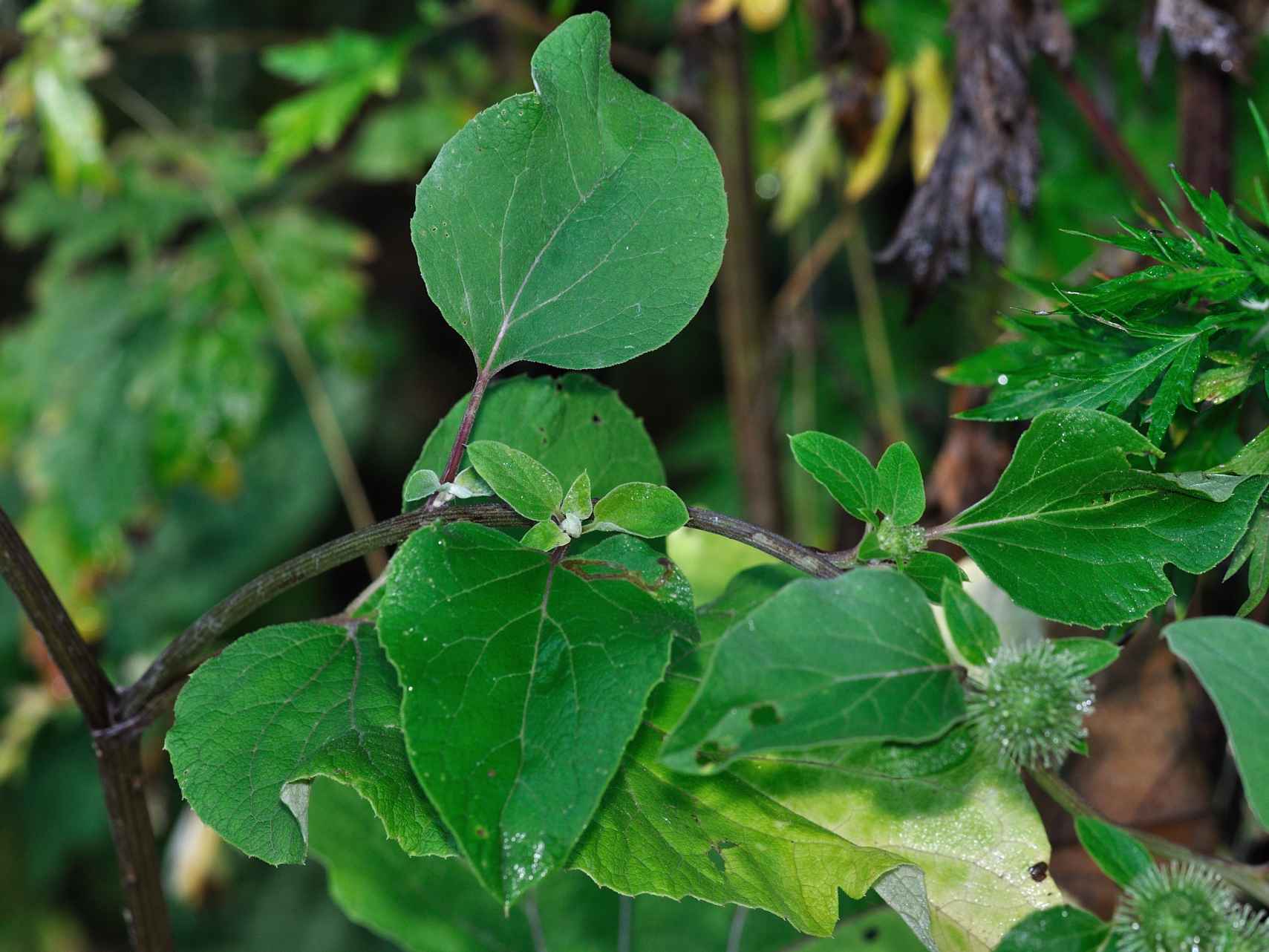 ID pianta: Arctium sp.